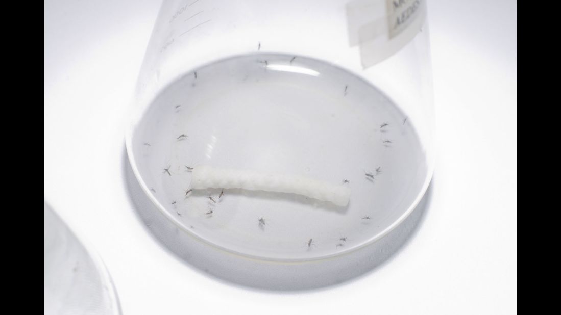 Mosquitoes are seen in a beaker during the health fair.