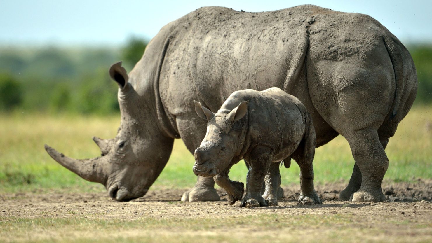 File photograph of a southern-white female rhino with her calf in Kenya.