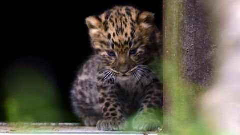 One of two five-week-old Amur leopard cubs looks out into its enclosure at Twycross Zoo. 