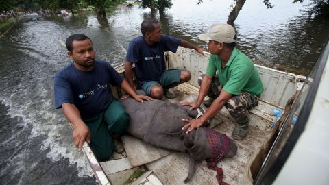 A rescued infant rhino calf is transported to safety after being found by wildlife officials and volunteers in flood waters in India's Kaziranga National Park on July 27, 2016.