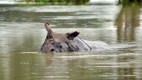 The greater one-horned rhino is a vulnerable species, according to WWF.