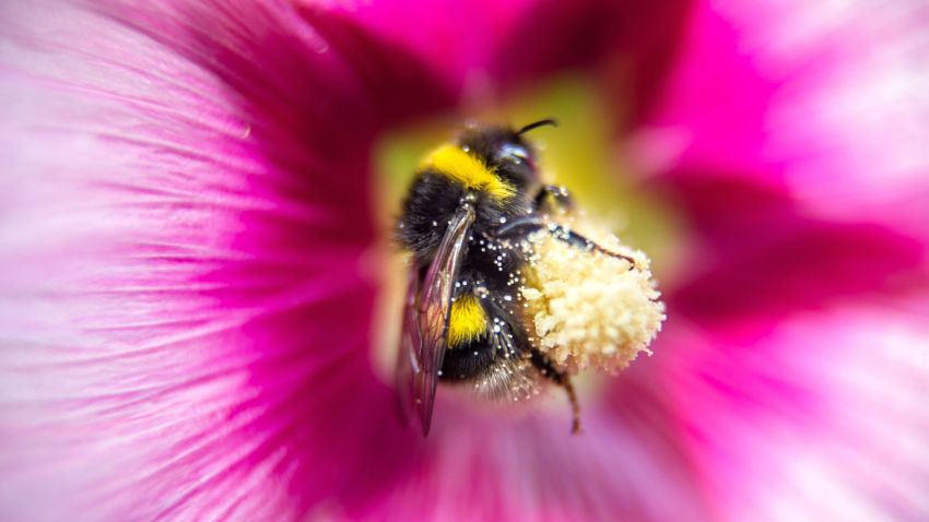 A bumblebee gathers pollen from a pink hollyhock in Godewaersvelde, northern France, on July 31, 2015. AFP PHOTO / PHILIPPE HUGUEN        (Photo credit should read PHILIPPE HUGUEN/AFP/Getty Images)