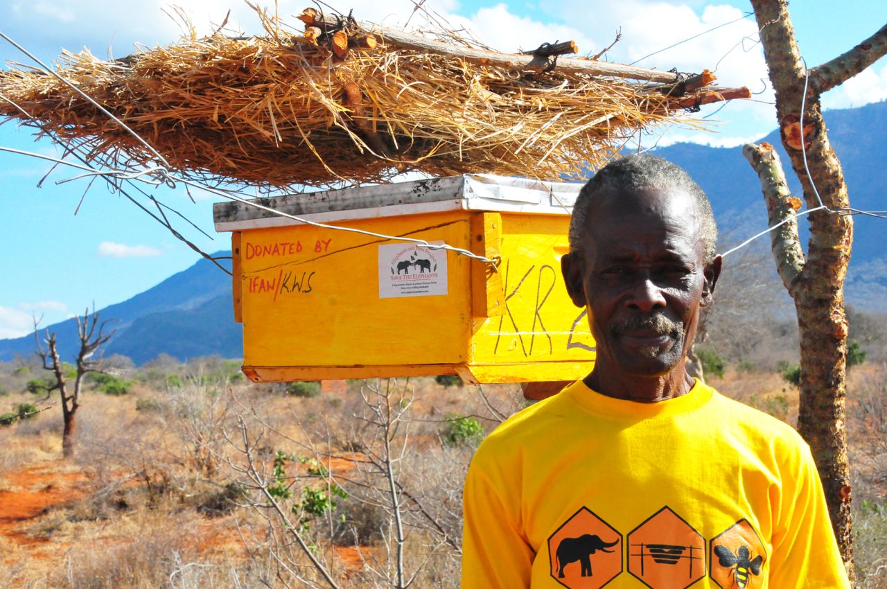 King's solution, the beehive fence, combines real and dummy beehives full of African honey bees. Triggered by a simple wire fence the hives are disturbed, swinging and releasing irate bees upon elephants.