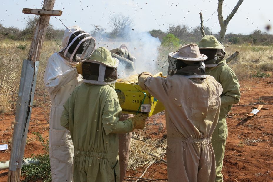 Exploring solutions, environmental researcher Lucy King has implemented her doctoral research, using bees as a deterrent to elephants who have in the past destroyed crops and agricultural equipment. 