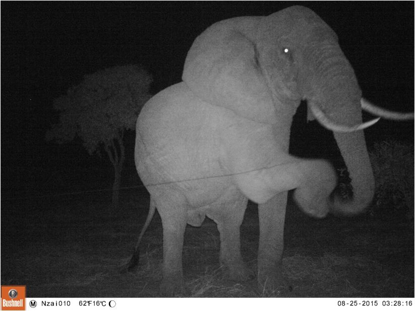 An elephant attempts to negotiate a beehive fence wire at night. Bees are known to sting elephants in the trunk, around the eyes and mouth. 