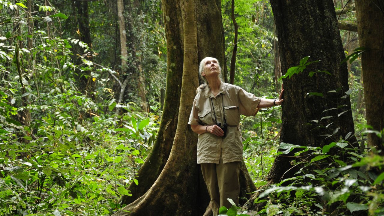 World-renowned primatologist Jane Goodall