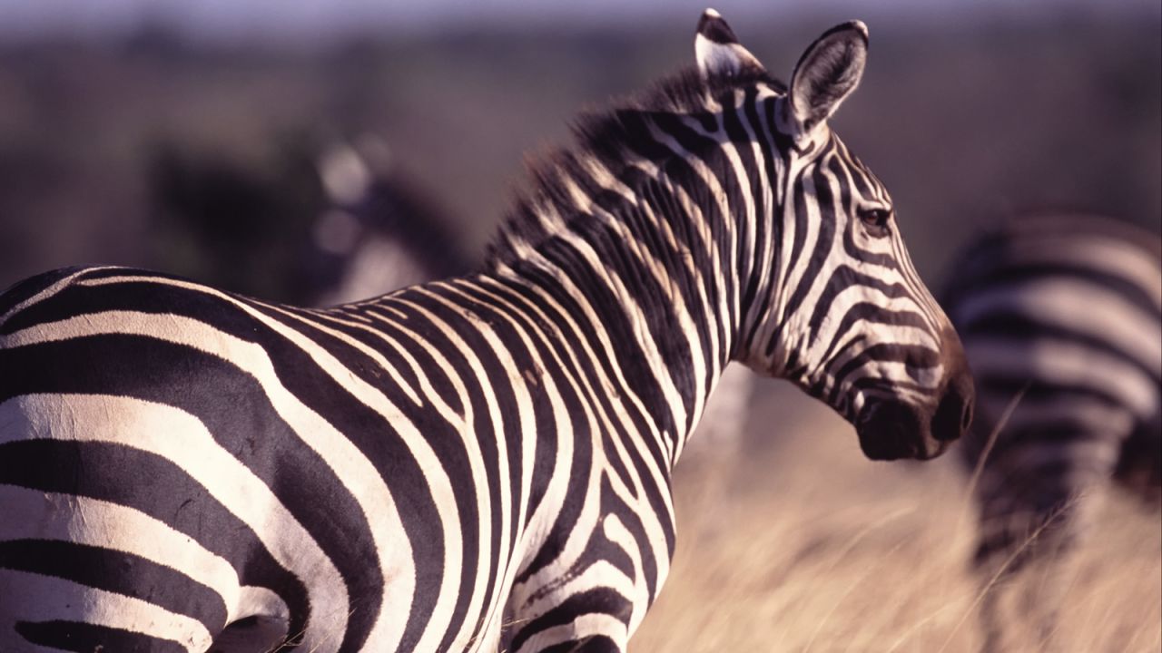 <strong>Riding safari, Kenya:</strong> Want to get up close and personal with Africa's mesmerizing zebras? Follow them along on horseback on a riding safari in Kenya.