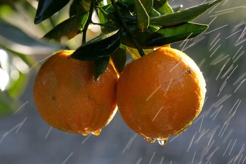 The polymer uses orange peel and avocado skins, which combine to form a material that can store hundreds of times its weight in water, creating reservoirs that would allow farmers to maintain their crops through droughts. 