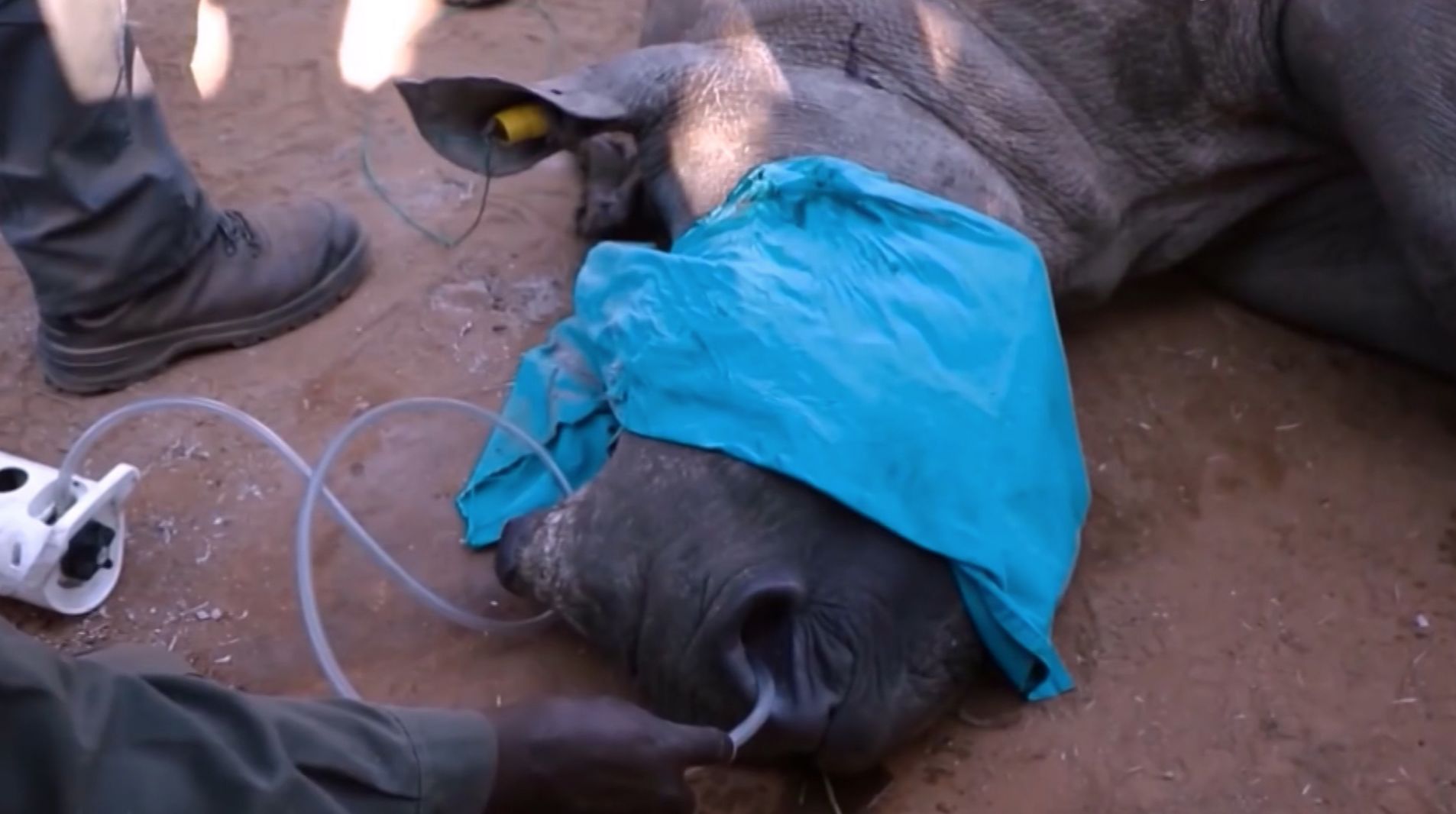 Baby rhino saved by CPR | CNN