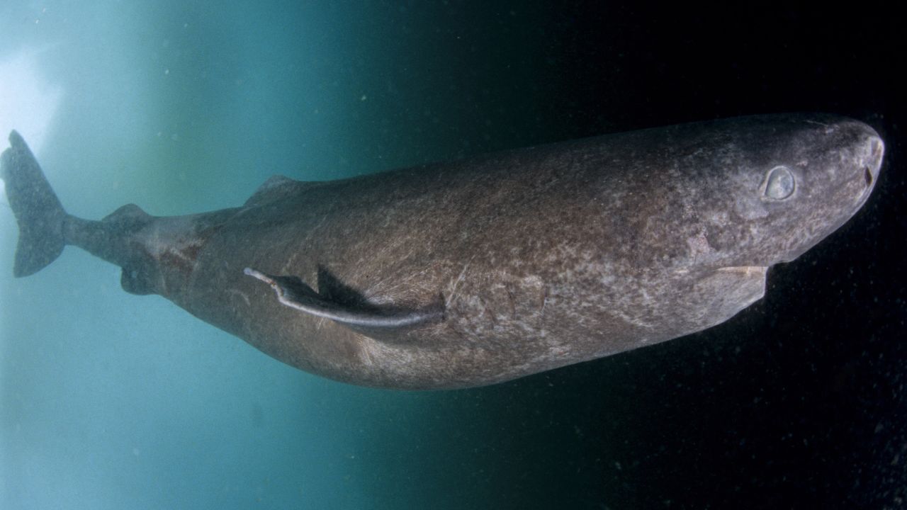 Greenland sharks, which live an average of at least 272 years, rank as the longest-lived vertebrates on Earth, a <a href="http://science.sciencemag.org/cgi/doi/10.1126/science.aaf1703" target="_blank" target="_blank">new study</a> indicates; they may live beyond 400 years. The joys of a long life are surely countless, but there's one small hitch: These sharks do not achieve sexual maturity until 150 or so. These natives of the North Atlantic Ocean can grow to be 21 feet long and 2,000 pounds. Blind due to the many parasites crowding their eyes, these sharks are said to have an impeccable sense of smell, which they make ample use of when they hunt.