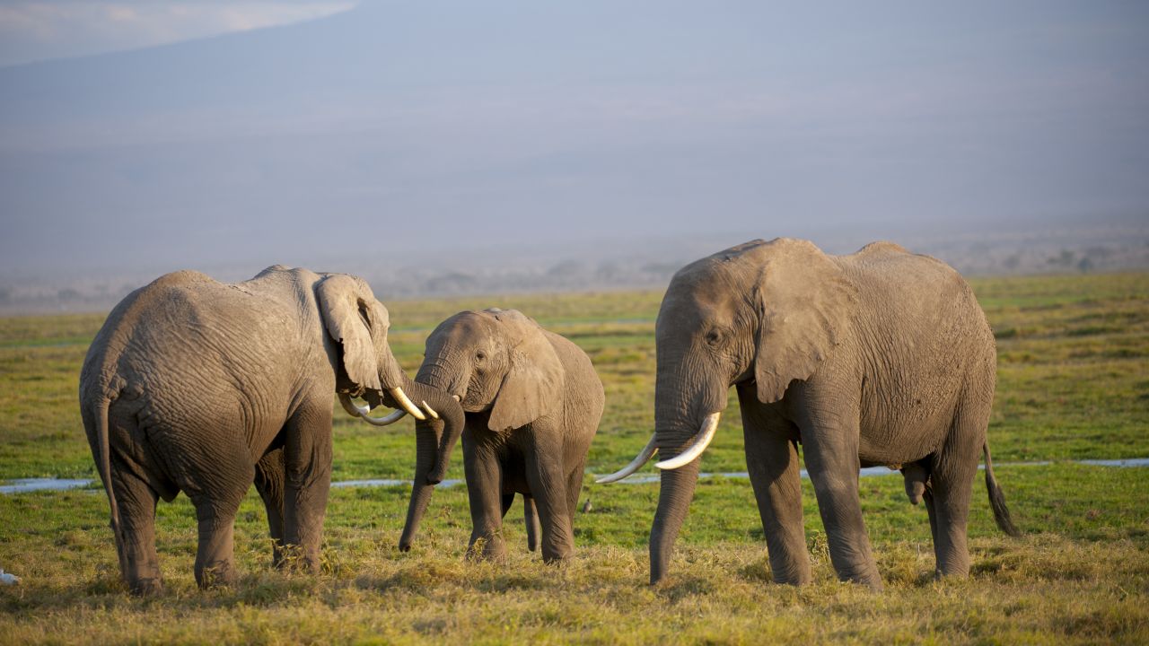 Rare aquatic species generally put land animals to shame in terms of lifespan, and yet the African elephant deserves mention. In the wild, this beast can live to be 70 years old, according to the <a href="http://wwf.panda.org/what_we_do/endangered_species/elephants/african_elephants/" target="_blank" target="_blank">World Wildlife Fund</a>. African elephants can grow to more than 12 feet tall and can weigh in at about 14,000 pounds. For the most part, females are fertile between the ages of 25 and 45, while it takes males about 20 years to compete in the mating game and fulfill the biological imperative to pass on their genes. Tusks are grown by both the males and the females for self-defense.
