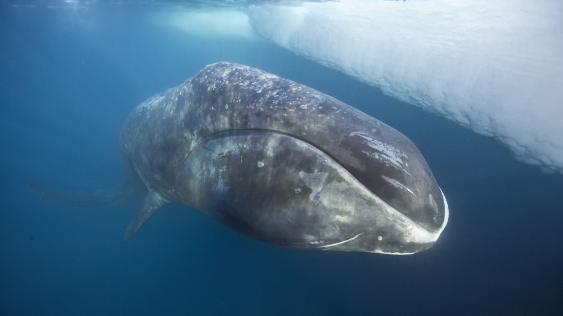 Scientists estimate the lifespan of this whale species, which commonly roams the Arctic, to be more than 100 years. This calculation is based on analyses of eye tissue plus the recovery of stone harpoon tips in their blubber, the <a href="https://www.worldwildlife.org/species/bowhead-whale" target="_blank" target="_blank">World Wildlife Fund</a> said. Spanning 60 feet and weighing thousands of pounds, these whales can break through 7 inches of sea ice to reach air. Black skin is accented by a single white beauty mark on the lower snout, and the females are larger than the males.<br /><br />After feeding, the bowhead whale comes to the surface of the water to rest.