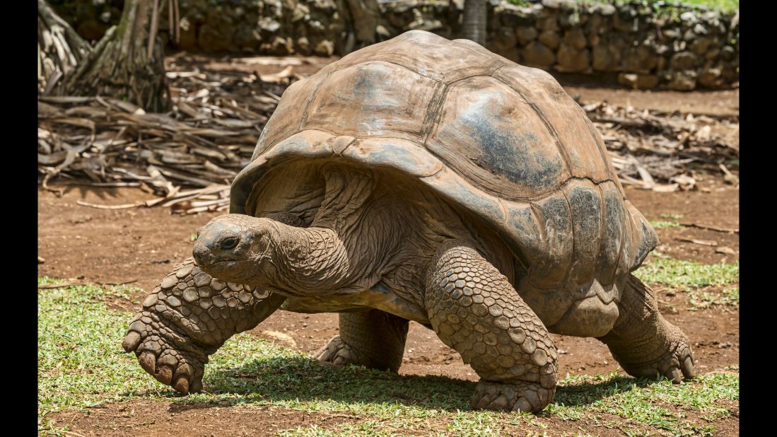 The old Spanish word "galapago" means <br />"saddle," which describes the shape of a giant tortoise's shell --<strong> </strong>and became the term used by ancient explorers. This, then, is the origin of the name for the Galapagos Islands, where it is estimated upward of 20,000 wild tortoises live today, according to the <a href="http://www.galapagos.org/about_galapagos/about-galapagos/biodiversity/tortoises/" target="_blank" target="_blank">Galapagos Conservancy</a>. These turtles are big, averaging 475 pounds packed into just 4 feet. Uniquely, they have developed the ability to survive without food or water for up to a year, and as a result, they commonly live 100 years.