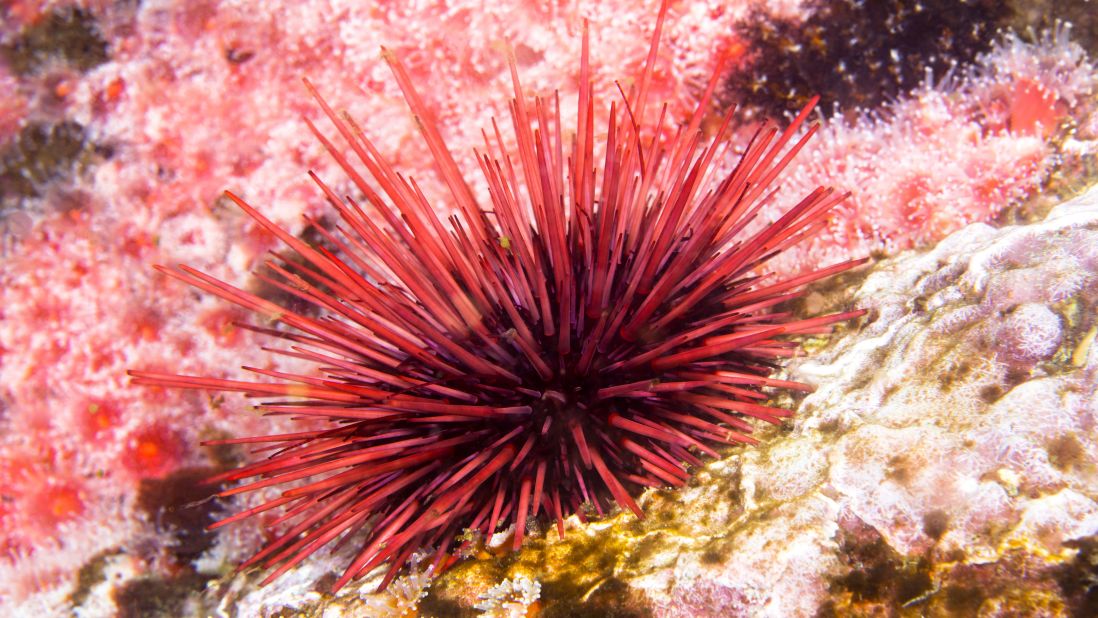 Moving slowly along the bottom of the ocean, red sea urchins use their spines as stilts, according to Alaska's <a href="http://www.adfg.alaska.gov/index.cfm?adfg=redseaurchin.main" target="_blank" target="_blank">Department of Fish and Game</a>. The largest of urchins, the red sea variety, can reach nearly 3 inches in spine length while its outer skeleton can grow to a diameter of more than 7 inches. Generally, by age 10, these urchins stop growing in diameter, though they may continue to slowly plump. Research suggests that red urchins routinely celebrate 100 birthdays, yet scientists estimate that some discovered near Vancouver Island may be twice that age. These creatures vary in color between a uniform red and dark burgundy.