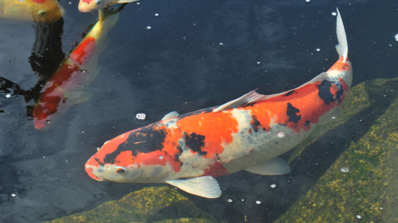How disappointing to learn that these brightly colored beauties are just a version of the common carp ... and yet, unlike their relatives, these cold-water fish can live longer than 100 years. In fact, one celebrity koi, known as Hanako in its native Japan, died in the 1970s at the age of 226, some claim. Koi can grow longer than 3 feet and share an ancestor with goldfish. Though they can mate with their smaller cousins, they produce sterile offspring, according to a New Zealand science website, <a href="https://www.niwa.co.nz/our-science/freshwater/tools/fishatlas/species/fish-species/koi_carp" target="_blank" target="_blank">NIWA</a>. Though revered in Japan as a symbol of success and wealth, these fish are thought to have originated in China. Koi are intelligent and can be trained to recognize a person who feeds them.