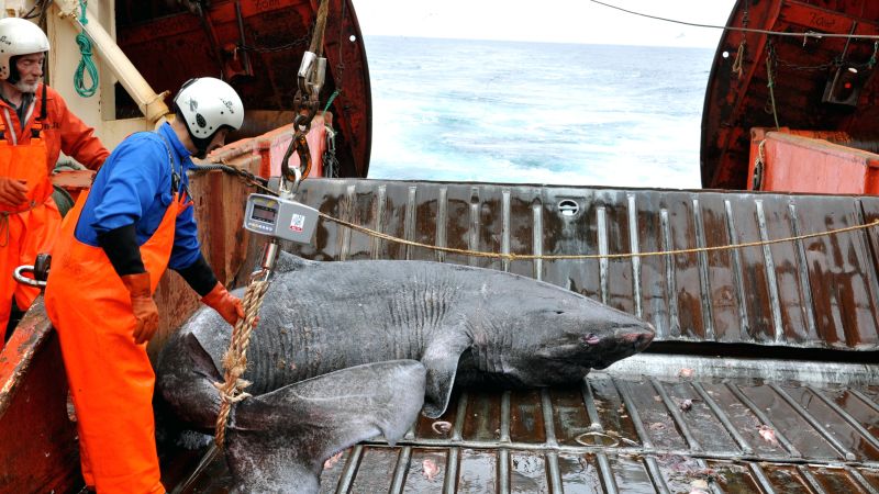 Greenland shark named longest-living vertebrate | CNN