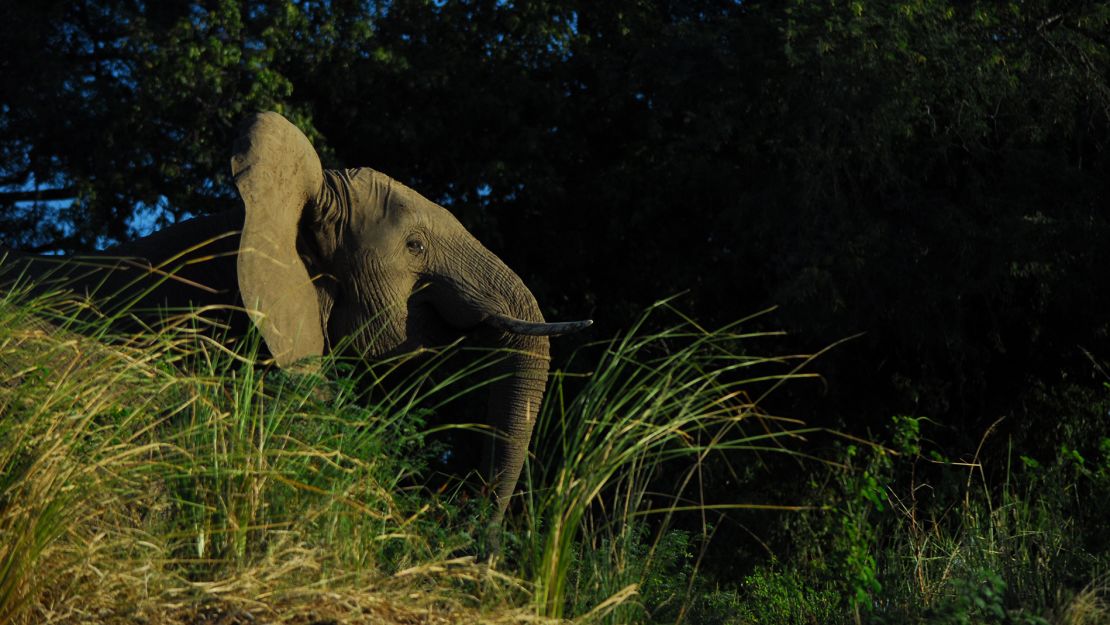 The banks of the Zambezi are home to many wild animals.