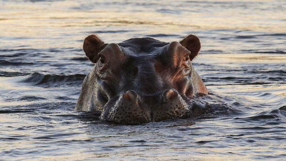 Hippos may be cute but they can be dangerous.