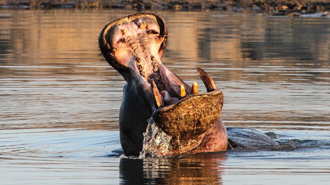 While often portrayed as goofy, awkward animals in cartoons (and board games), hippos can be aggressive toward humans, sometimes chomping them into three pieces using their giant teeth.