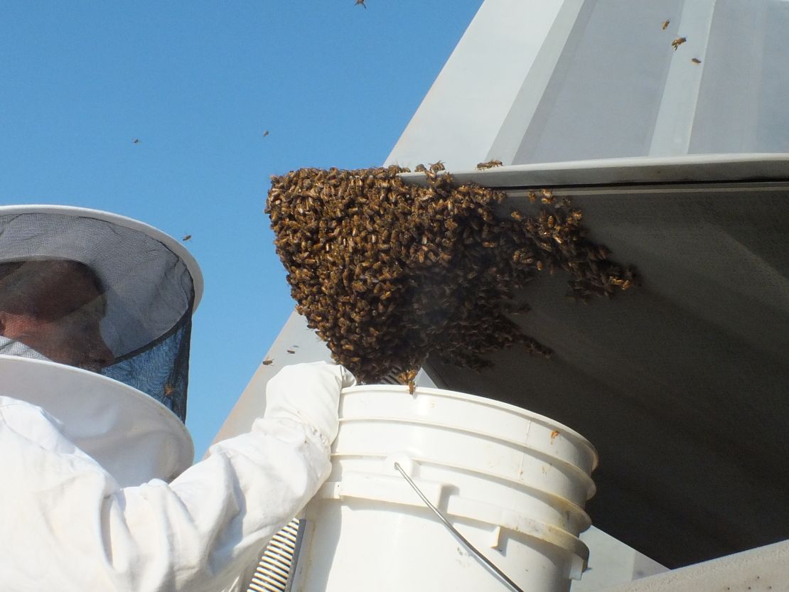 Beekeeper Andy Westrichwas called to remove and relocate the bees to a safe place.