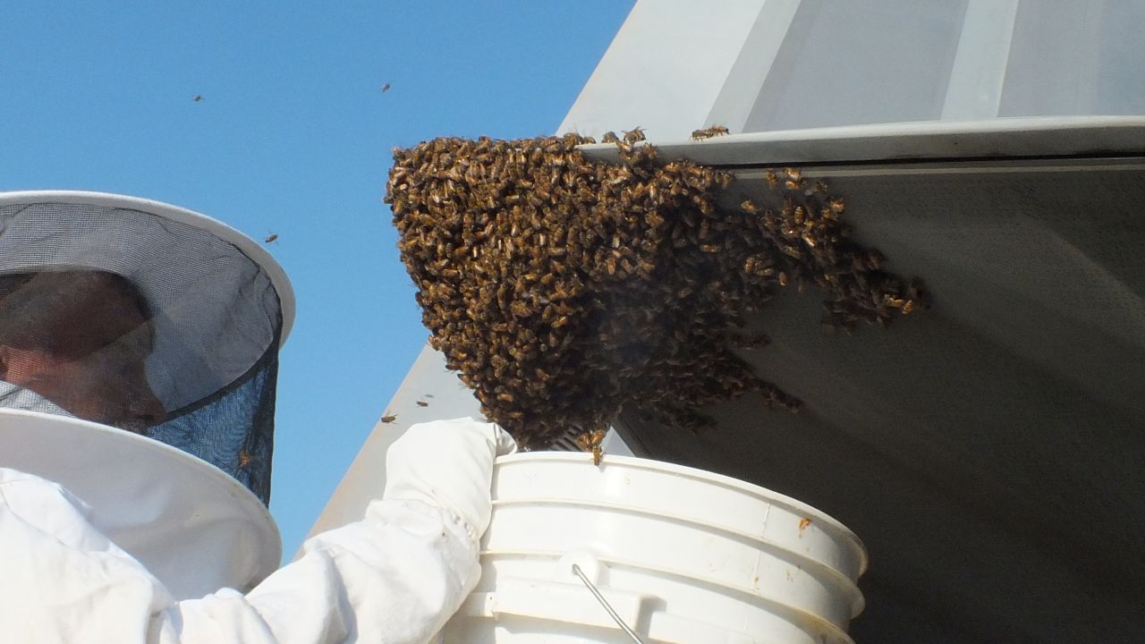 Beekeeper Andy Westrichwas called to remove and relocate the bees to a safe place.