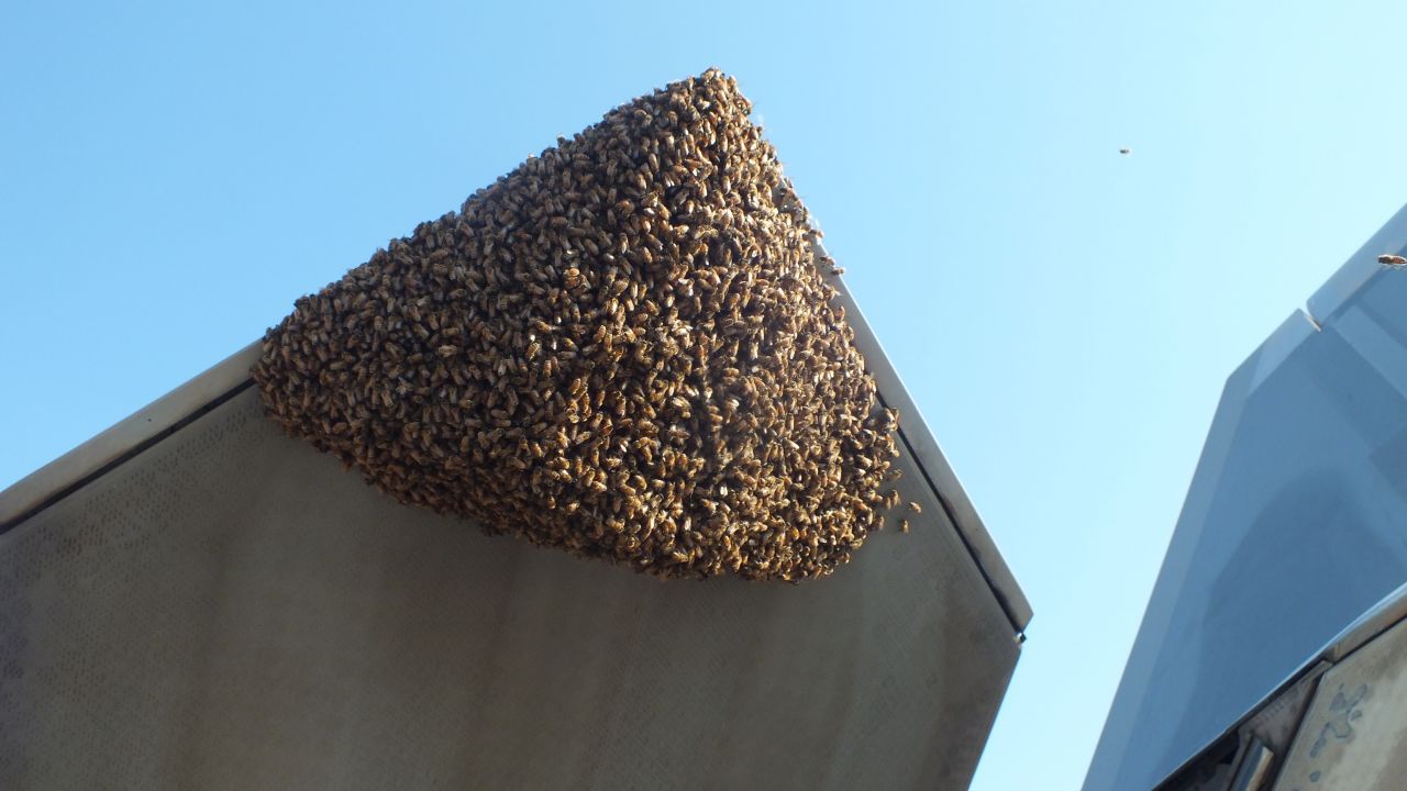 Honey bees hanging from the exhaust nozzle of an F-22 Raptor engine on June 11, 2016 at Joint Base Langley-Eustis, Virginia.