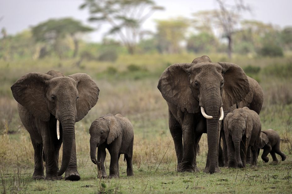 Elephants walk with elephant calves in the Serengeti National Park, which is Tanzania's oldest national park.
