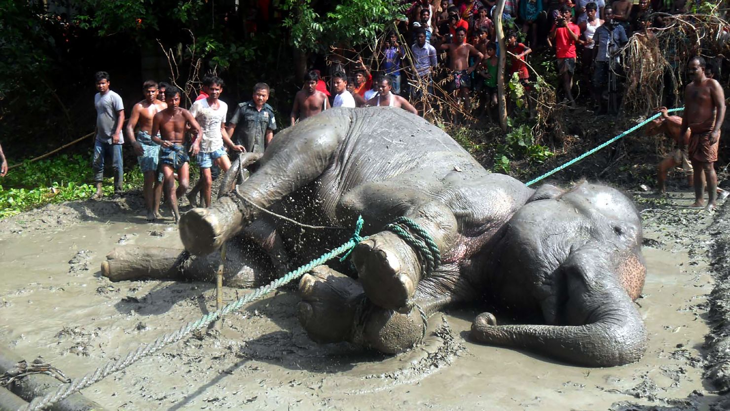 The tranquillized elephant lies on the ground after being pulled from a pond by forest officials and villagers 