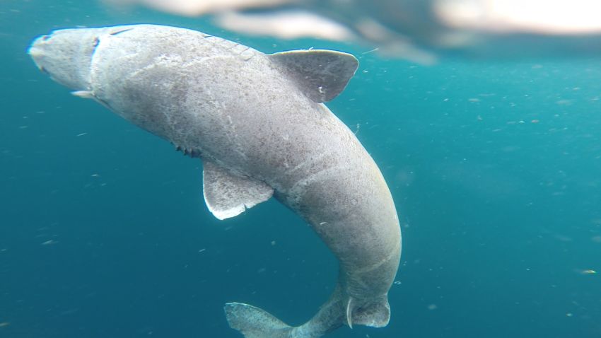 A Greenland shark's underbelly is seen after being released from the Sanna research vessel in Uummanaq Fjord, Greenland.