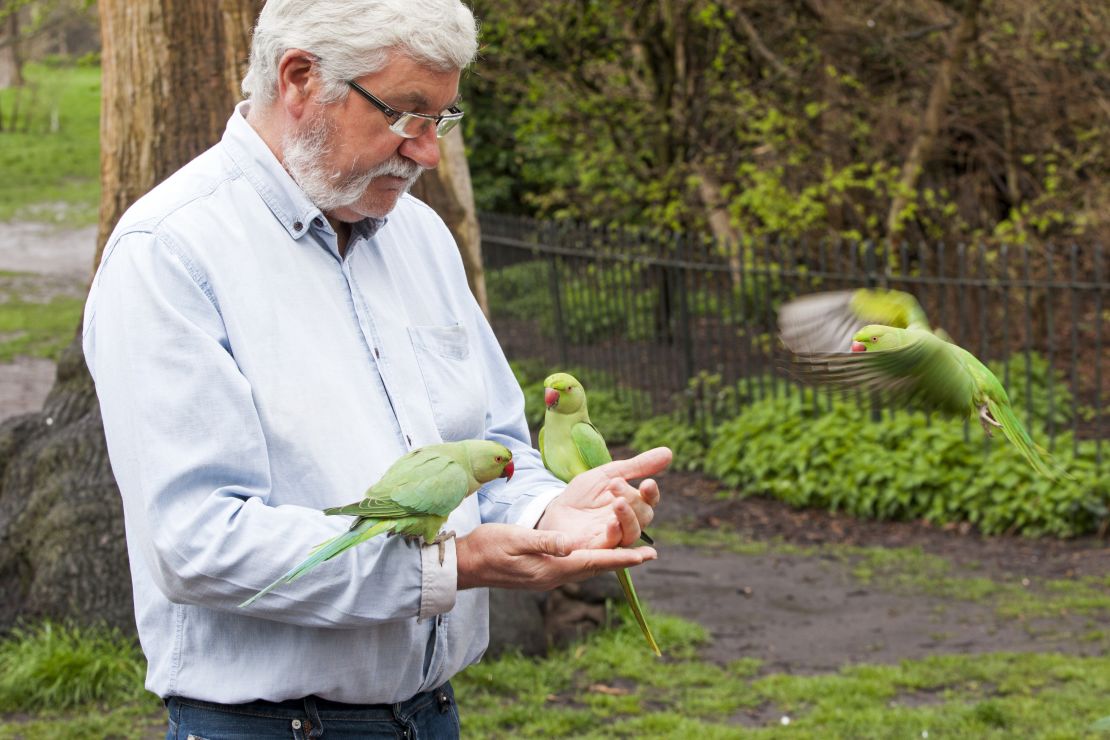 A man feeds wild ring-neck parakeets in London's Hyde Park.