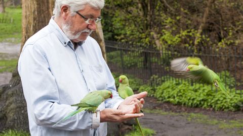A man feeds wild ring-neck parakeets in London's Hyde Park.