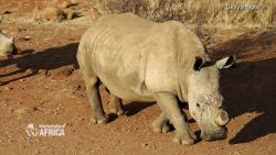 rhino poaching price horn marketplace africa spc_00033228.jpg