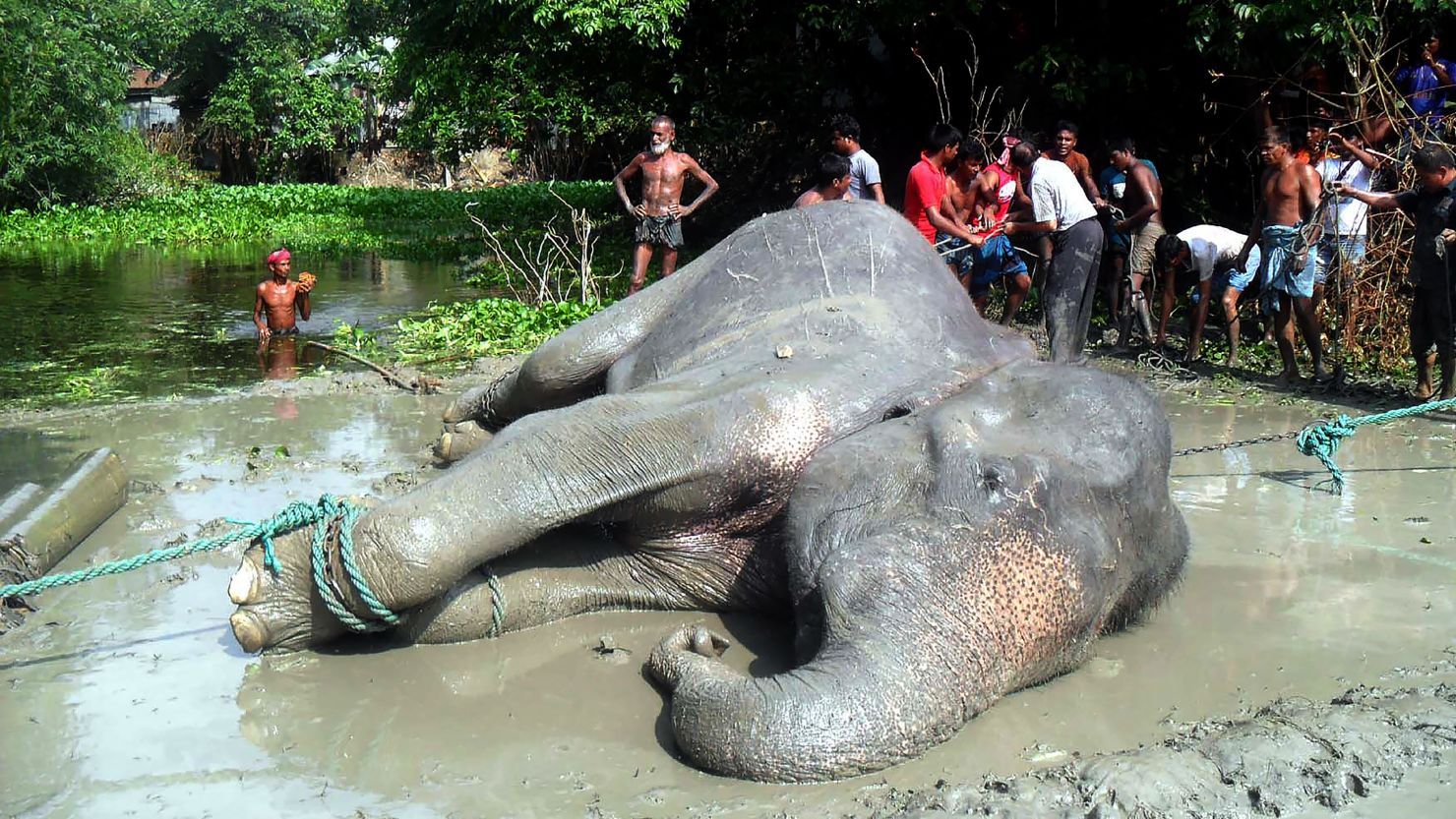 The elephant lies on the ground after being pulled from a pond by Bangladesh forest officials and villagers in the Jamalpur district