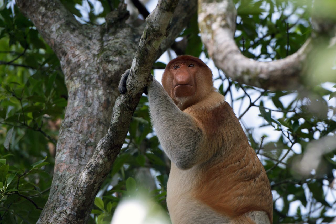 One of the area's most unique creatures is the <a href="http://www.iucnredlist.org/details/summary/14352/0" target="_blank" target="_blank">endangered</a> proboscis monkey who thrives in the swampy mangrove forests and can only be found on Borneo -- munching on fruit, leaves and the odd caterpillar. 