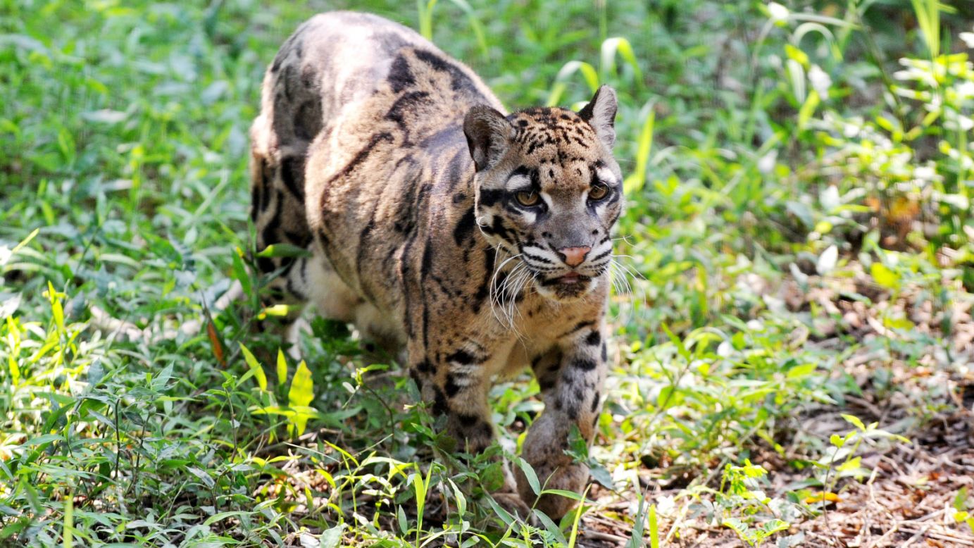 The mighty Sunda clouded leopard can only be found in <a href="http://www.wwf.org.au/our_work/wwf_global_work/wwf_global_flagship_species/clouded_leopards/" target="_blank" target="_blank">Sumatra and Borneo</a>. Their numbers are decreasing in Brunei and spotting them in the wild has become very challenging, says Lin Ji Liaw, President of <a href="http://www.bruwild.org/" target="_blank" target="_blank">BruWild</a>, a conservation group working in the area. They are distinguished by the cloud-like patches on their fur and the largest canine fangs relative to their bodies in any living cat species. Despite the name they are of a <a href="http://www.livescience.com/11632-clouded-leopard-species-2-unique-types.html" target="_blank" target="_blank">separate genus</a> to leopards and other large cats like panthers and tigers. They are camera-shy predators and the one pictured lives at Taipei Zoo. 
