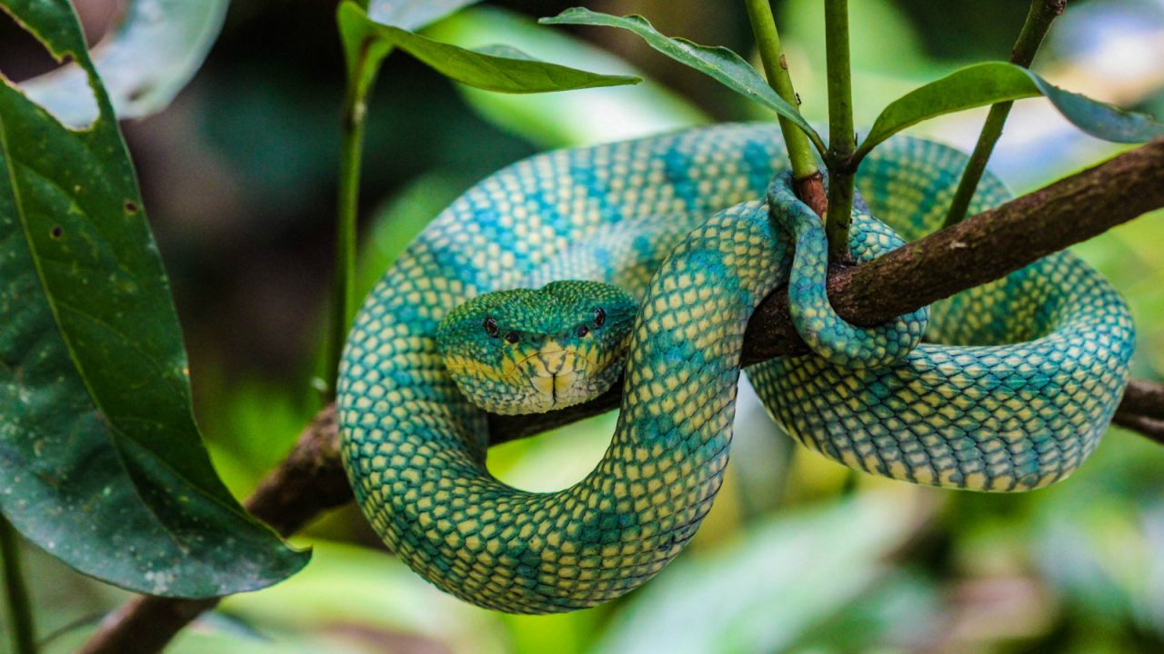 Brightly colored and venomous, this snake is a patient predator and can stay put for weeks on end as it waits for the perfect opportunity to snatch its prey -- usually birds or rodents, <a href="http://www.1stopbrunei.com/portfolio/2704/" target="_blank" target="_blank">according to 1Stop Brunei</a>.<br />