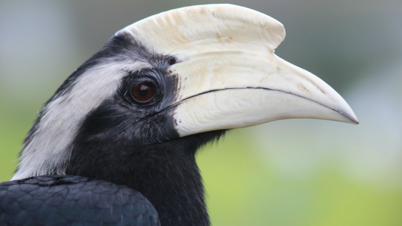 The helmeted hornbill, pictured, is particularly threatened because of the ivory on its head, says Shavez. "They are being killed in hundreds on Borneo. We don't have a serious problem with poaching in Brunei yet, but the problem is that it's a very small country, so even if you take one out, it disturbs the ecosystem."<br />