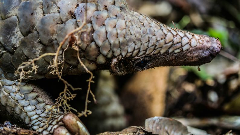 The pangolin, one of the most poached animals in the world, also live here. There are <a href="index.php?page=&url=http%3A%2F%2Fwww.pangolinsg.org%2F" target="_blank" target="_blank">eight species</a> of pangolins in total -- four in Africa and four in Asia -- and all are either endangered or critically endangered. Habitat loss and illegal wildlife trade are among reasons for some of its decline. 