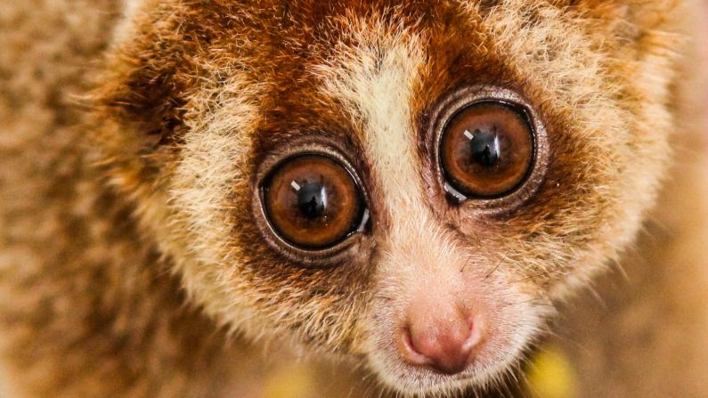 The pint-sized <a href="index.php?page=&url=http%3A%2F%2Fwww.brookes.ac.uk%2Fmicrosites%2Fthe-slow-loris%2Fslow-loris-facts%2F" target="_blank" target="_blank">primate</a> is nocturnal and has the longest tongue of all the primates, which they use to drink nectar from flowers. Now endangered, they are among the rarest primates on earth, having diverged from African bushbabies around 40 million years ago. <br />Although these forests' wildlife is under threat, there is hope. Brunei has recently begun to promote ecotourism, which could incentivize stronger conservation efforts in the area, if managed well, says Liaw, which will hopefully mean a brighter future for its fascinating animals.