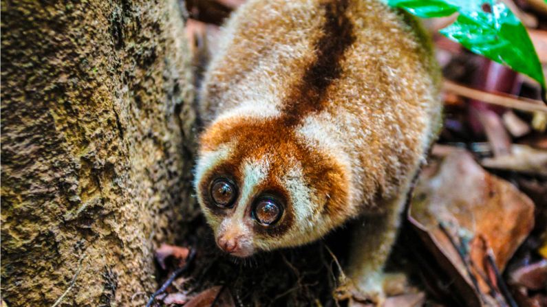 This tiny fella may look sweet, but beware, it is poisonous and capable of giving you a nasty bite. Unfortunately it may be a little too cute for its own good, and is in demand on the illegal pet trading market, according to conservationists working in the area. 
