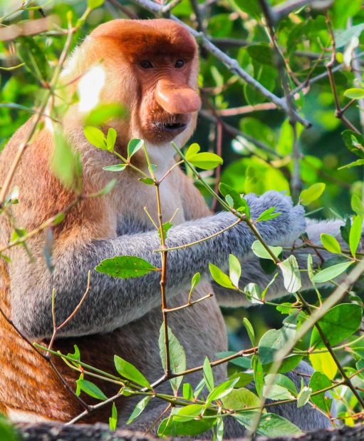 Though perhaps odd-looking to humans, the males use their long, bulbous noses to attract and <a href="http://animals.nationalgeographic.com/animals/mammals/proboscis-monkey/" target="_blank" target="_blank">impress females</a>, and they live in harem groups of one male and up to seven females. Their webbed feet make them excellent swimmers and they like to spend most of their time near water. 