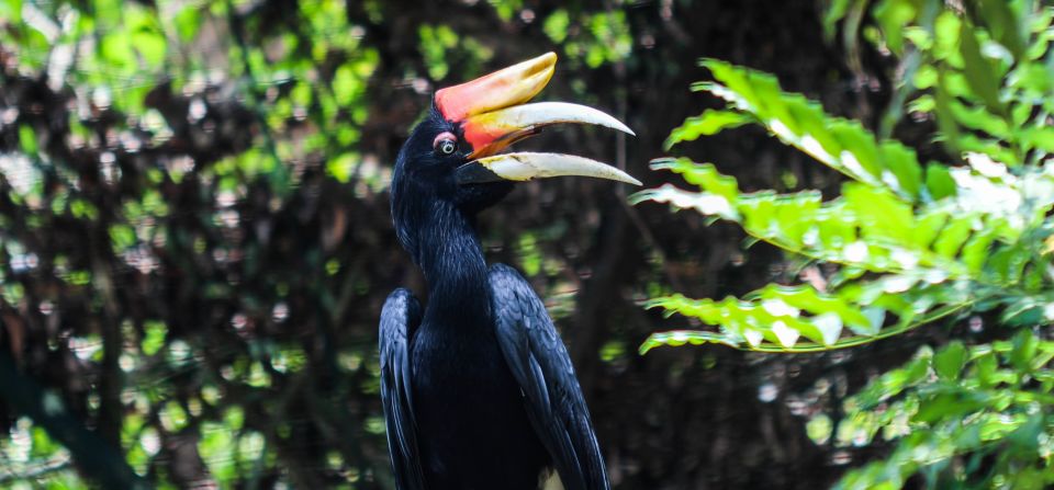 A stopover for many long-distance migratory birds and seasonal visitors from northern Asia, the forests are home to some spectacular bird species. The rhinoceros hornbill, pictured, is one of eight hornbill species found on the island. Populations are <a href="index.php?page=&url=http%3A%2F%2Fwwf.panda.org%2Fwhat_we_do%2Fwhere_we_work%2Fborneo_forests%2Fabout_borneo_forests%2Fborneo_animals%2Fborneo_birds%2F" target="_blank" target="_blank">in decline</a> due to habitat loss and poaching leading to local extinction in some areas. <br />