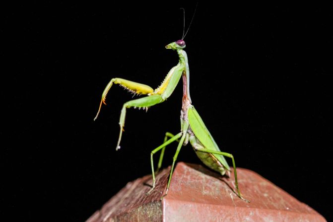 Due to the way it holds its front legs together as if saying prayers, this insect is named after the Greek word mantis which means prophet or fortune teller. Hardly a picky eater, the carnivorous mantis feasts primarily on other insects, but has been known to eat small reptiles, mammals and even other mantids, especially after mating, when females may decide to <a href="index.php?page=&url=http%3A%2F%2Fwwf.panda.org%2Fabout_our_earth%2Fteacher_resources%2Fbest_place_species%2Fcurrent_top_10%2Fpraying_mantis.cfm" target="_blank" target="_blank">eat their partners.</a><br />