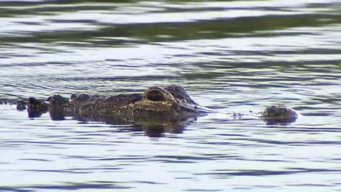 Alligator nearly severs woman's hand_00010703.jpg