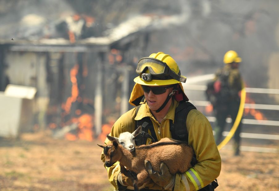 A firefighter rescues a pair of goats from a burning house as flames envelope a property in Lower Lake, California.