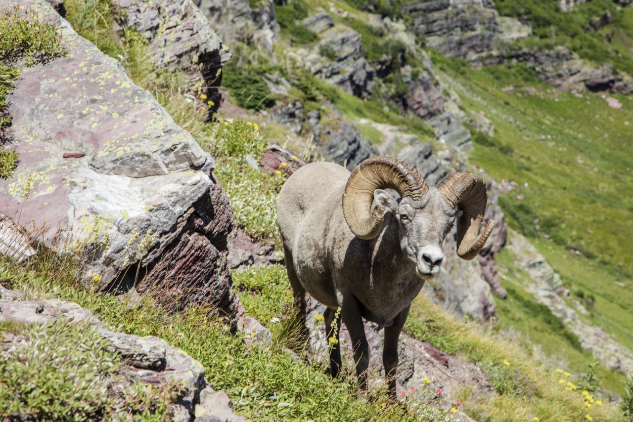 A bighorn sheep said "hello" as McGraw and his wife made their way up the glacier.