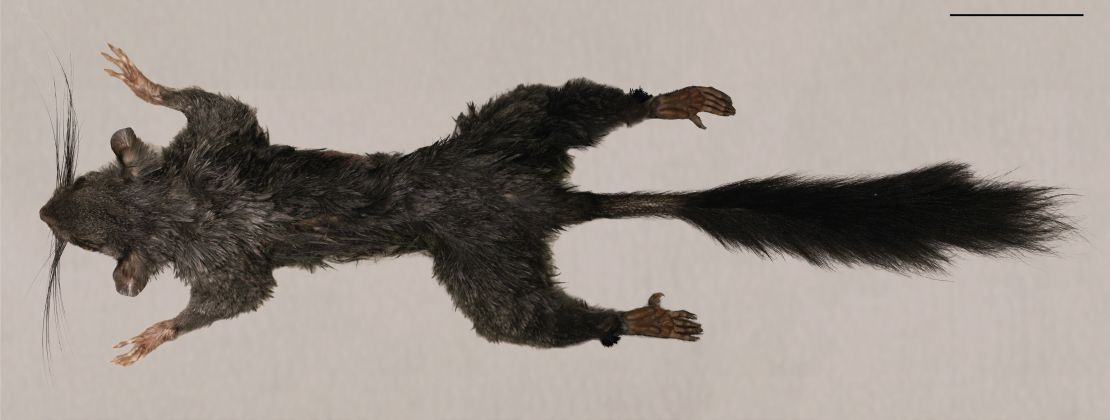 Zenkerella, a squirrel-like creature living in the modern world, has never been found alive and scientists want to know more about it.