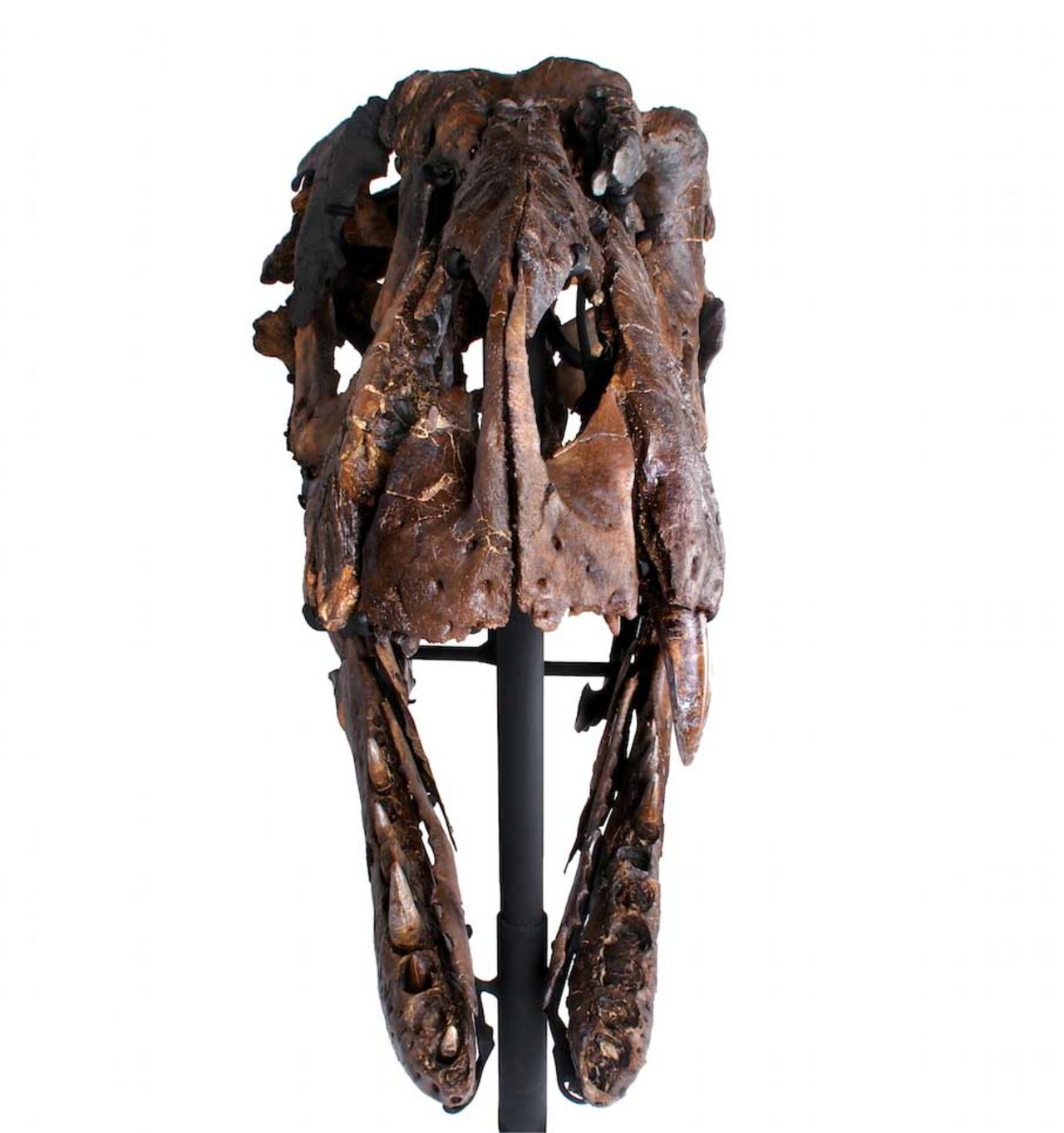 A frontal view of the Rees Rex skull.
