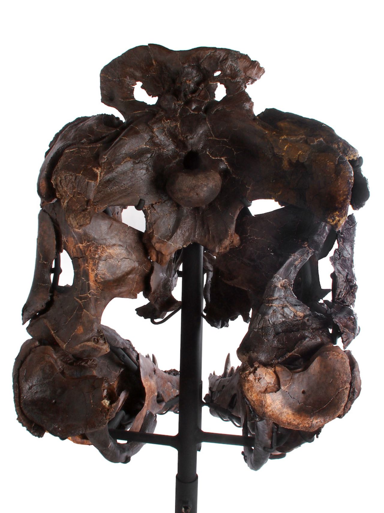The back view of the Rees Rex skull.