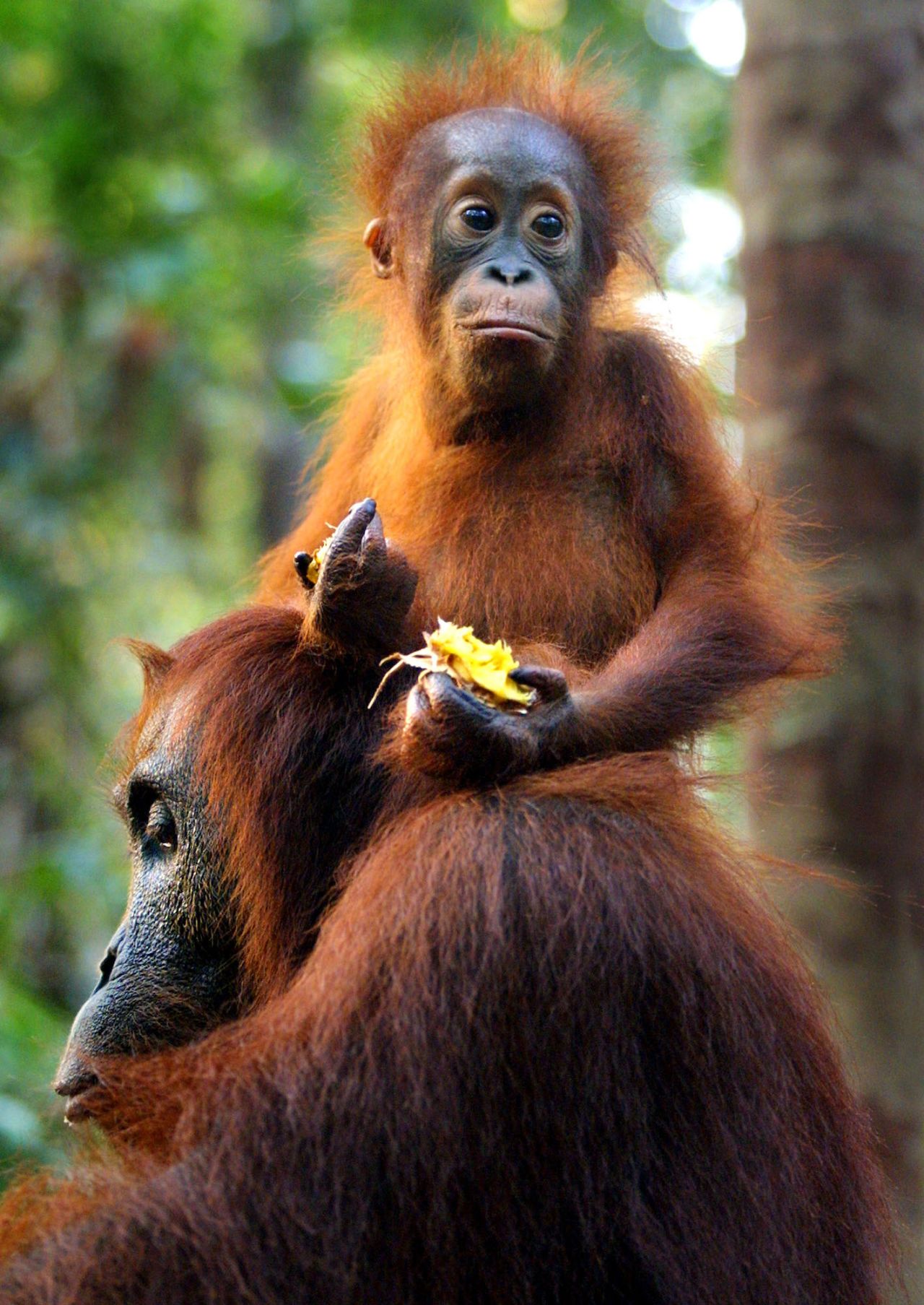 The Lesan forest area is home to one of Borneo's largest populations of wild orangutans, although the vegetation is so thick that sightings aren't guaranteed.
